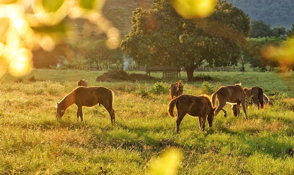 6 Alam Indonesia Ala Afrika Yang Bikin Kamu Nggak Berhenti Motret